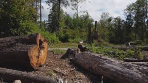 Best Tree Risk Assessment  in Indiana, PA