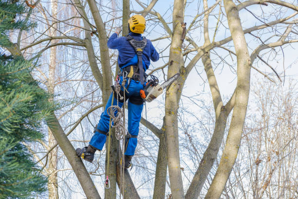 Best Tree Removal  in Indiana, PA