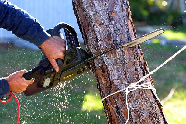 Best Firewood Processing and Delivery  in Indiana, PA